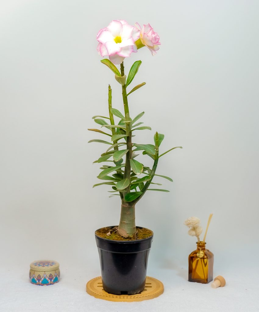 Buy Adenium Online: A Guide to Finding the Best Plants