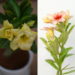 Golden Glow Bonsai Adenium Combo