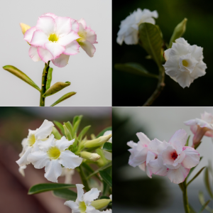 Pure White Serenity Bonsai Adenium Combo