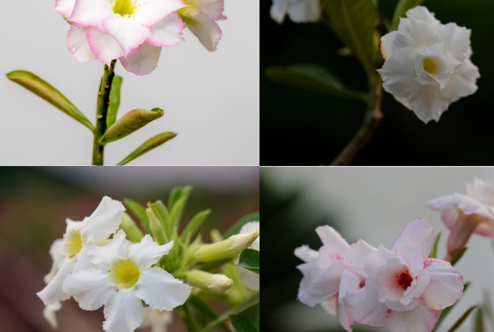 Pure White Serenity Bonsai Adenium Combo