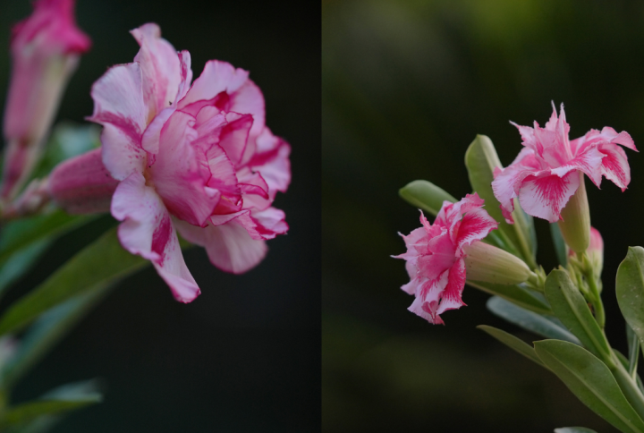 Rainbow Joy Bonsai Adenium Combo