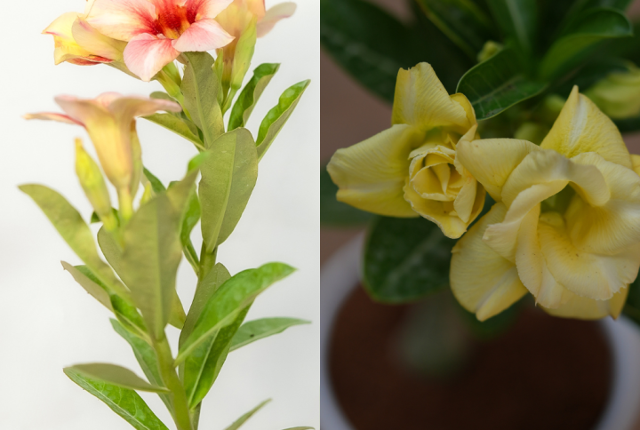 Sunny Duo Bonsai Adenium Combo