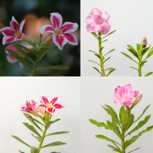 Pink and Blush Harmony Bonsai Adenium Combo