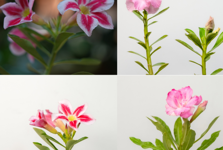 Pink and Blush Harmony Bonsai Adenium Combo