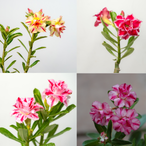 Spring Awakening Bonsai Adenium Combo