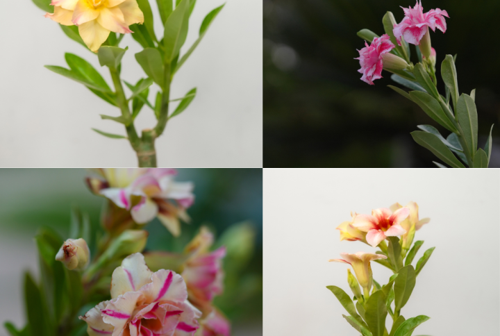 Summer Radiance Bonsai Adenium Combo