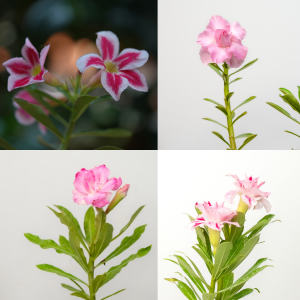 Romantic Bliss Bonsai Adenium Combo