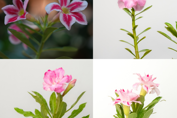 Romantic Bliss Bonsai Adenium Combo