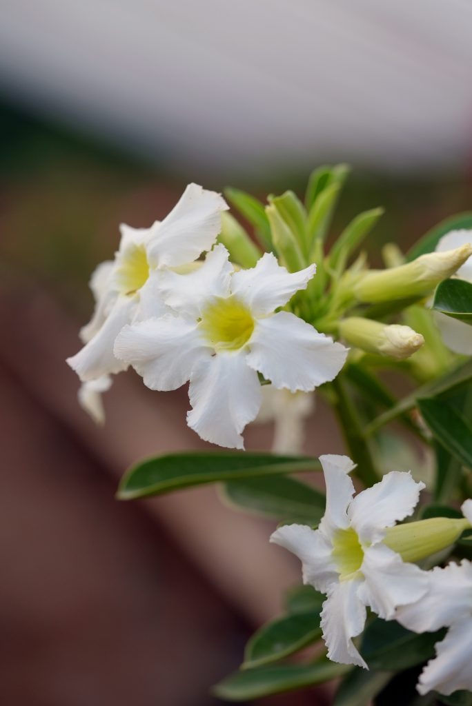 The Ultimate Guide to Buying Adenium Plants in Manipur