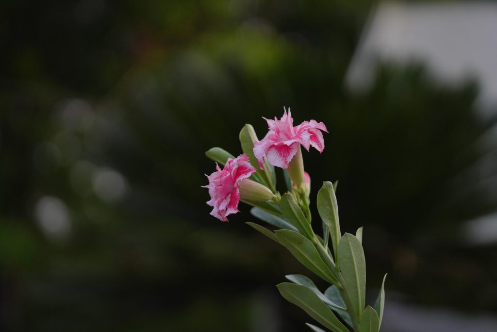 Buy Adenium in Tamil Nadu: Your Ultimate Guide