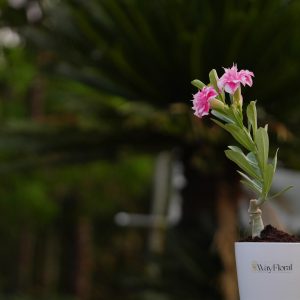 Summer Radiance (Brown Yellow Summer Candy - Golden Yellow Desert Sand - Kanchana Yellow - Rainbow Desert Hedra Adenium combo)