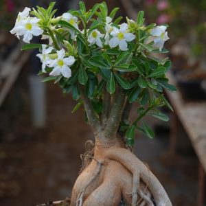 Winter Wonderland (Vivacious White Angel Adenium Plant - Indo America Desert Snow - White Star - White Double Pure Adenium Combo )