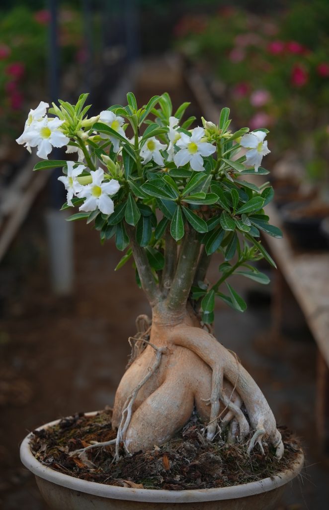 Buy Adenium in Tamil Nadu: Your Ultimate Guide