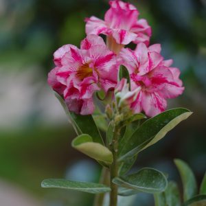 Spring Awakening (Orange Wave Windmill - Sun King Desert Sorbet - Santa Claus Classic Rose White - Desert Rose ‘Golden Millionaire’ Adenium Combo)