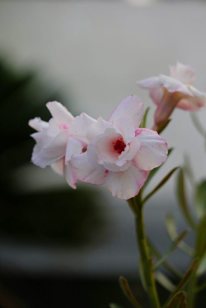 Tranquil Retreat (Vivacious White Angel - Indo America Desert Snow - White Double Pure -Desert Pearl) Adenium Combo