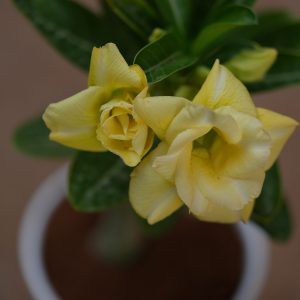 Yellow Harmony(Double Petal Sweet Yellow Vanish - Kanchana Yellow Adenium Combo)