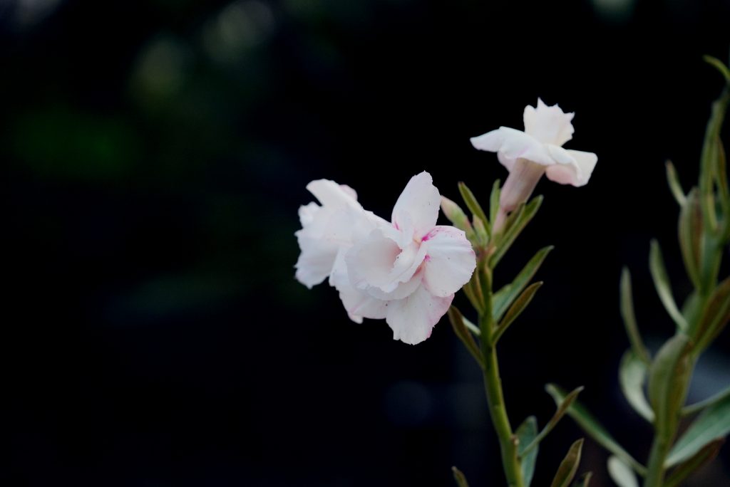 Buy Adenium in West Bengal: A Smart Shopper’s Guide