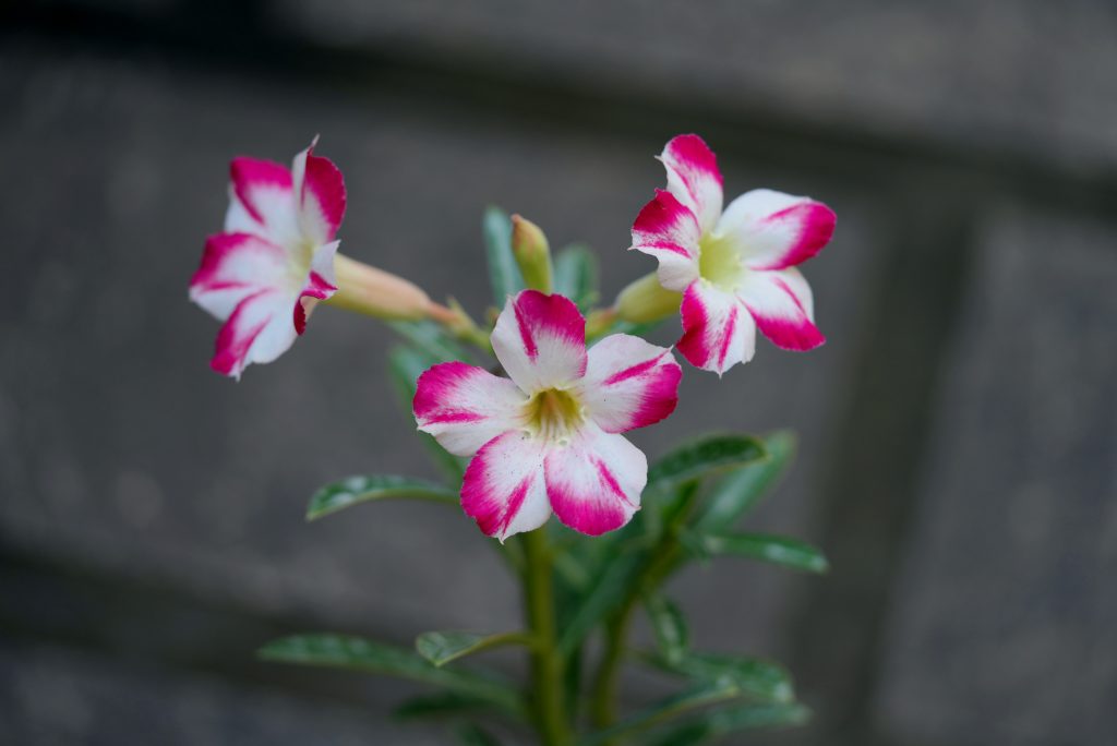 How to Buy Adenium Plants in Nagaland: A Fresh Take