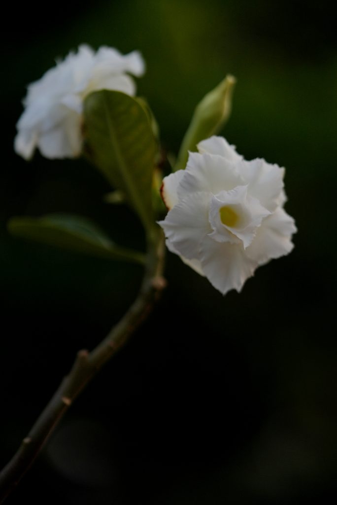 The Ultimate Guide to Buying Adenium Plants in Manipur