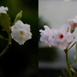 Winter Wonderland Two Bonsai Adenium Combo