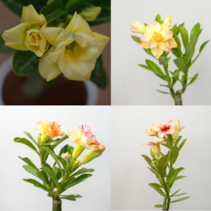 Yellow Delight Bonsai Adenium Combo