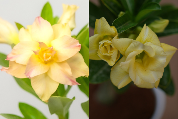 Yellow Harmony Bonsai Adenium Combo