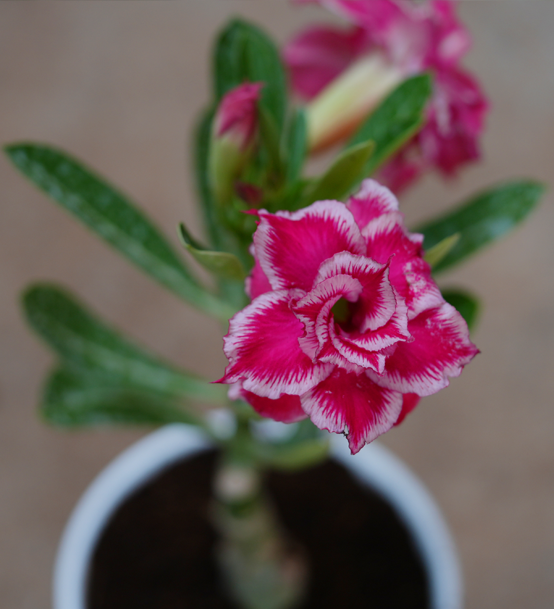 Buy Adenium in Tamil Nadu: Your Ultimate Guide