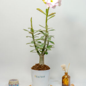 Desert Delight Adenium Quartet