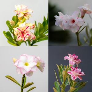 Desert Delight Bonsai Adenium Combo