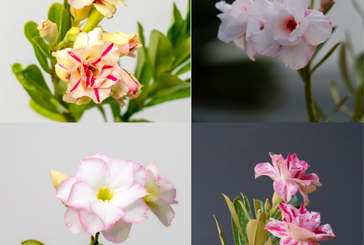 Desert Delight Bonsai Adenium Combo