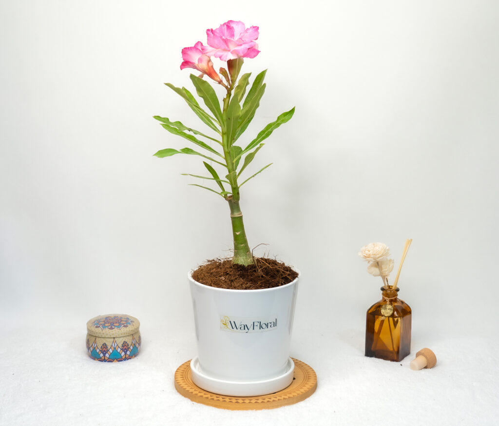 Buy Adenium in West Bengal: A Smart Shopper’s Guide