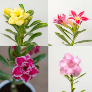 Festive Joy Bonsai Adenium Combo