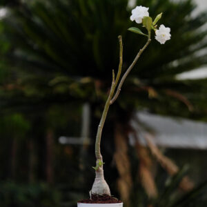 Mystical Moonlight Quartet Adenium Combo