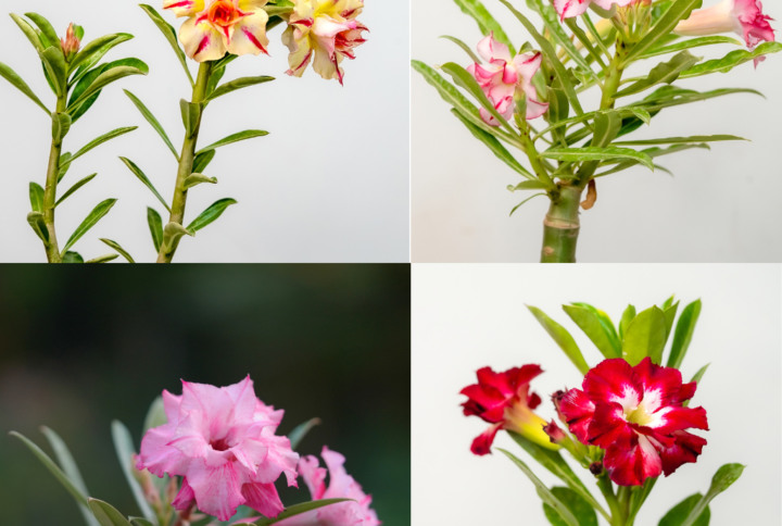 Premium Bonsai Adenium Collector's Combo