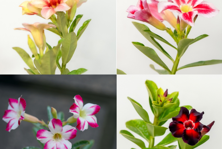 Single Petal Symphony Bonsai Adenium Combo