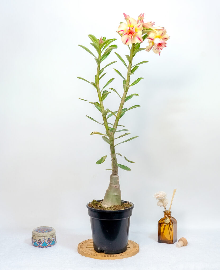 Buy Adenium in West Bengal: A Smart Shopper’s Guide