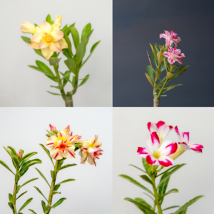 Spring Blossom Bonsai Adenium Combo