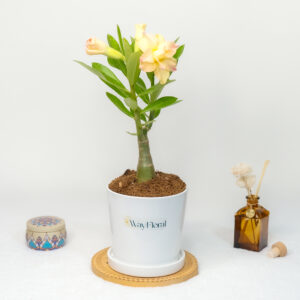 Spring Blossom Quartet Adenium Combo