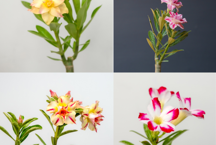 Spring Blossom Bonsai Adenium Combo