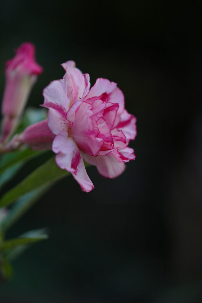 Sunset Symphony Quartet Adenium Combo