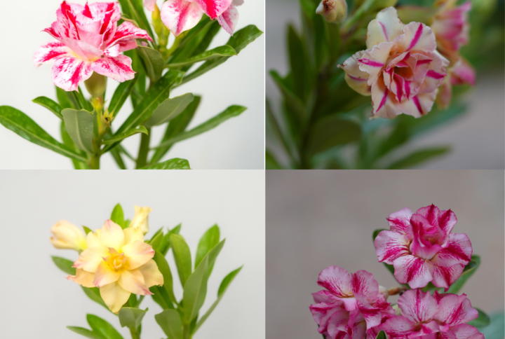 Sunset Symphony Bonsai Adenium Combo