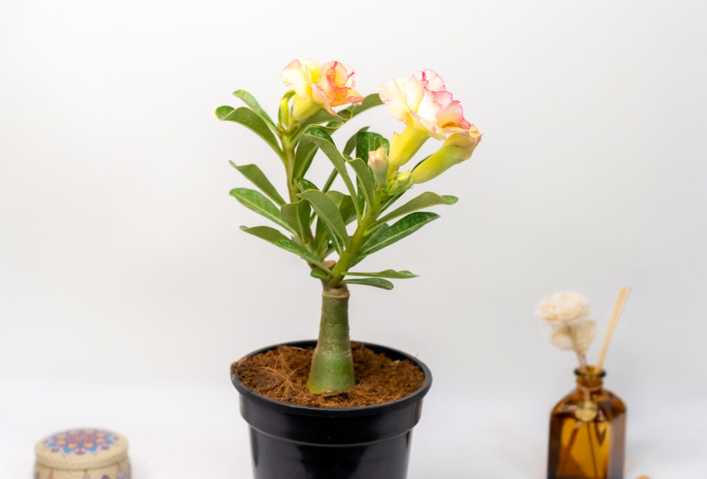 Buy Adenium in West Bengal: A Smart Shopper’s Guide