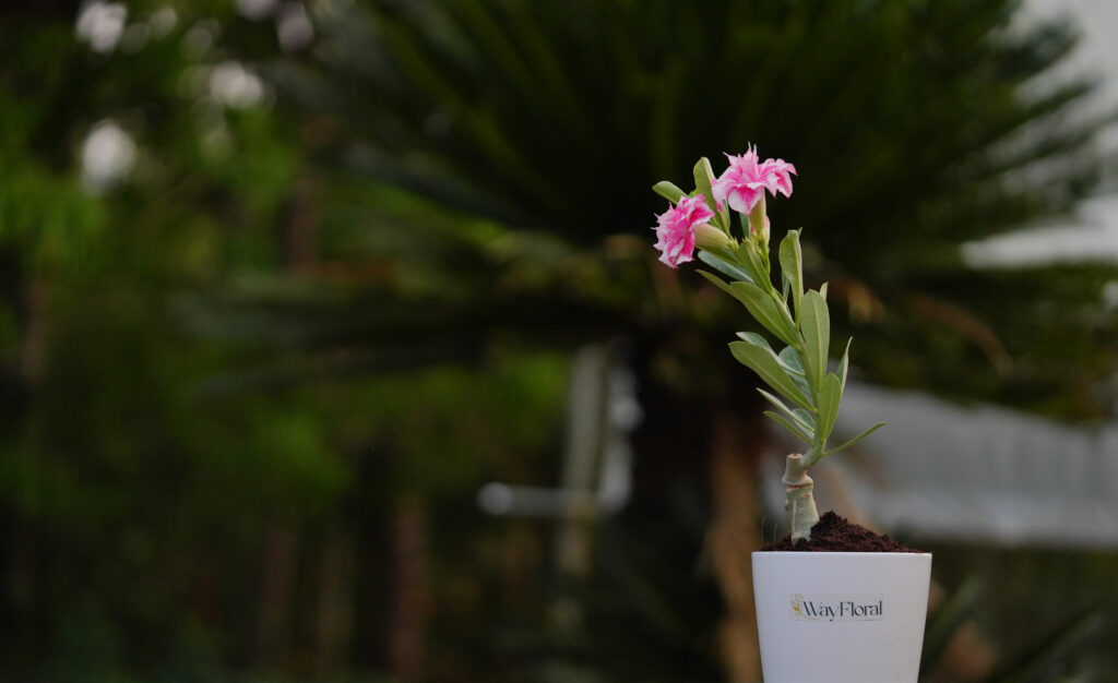 Triple Petal Extravaganza Adenium Combo