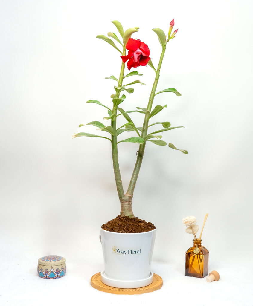 Buy Adenium in Tamil Nadu: Your Ultimate Guide