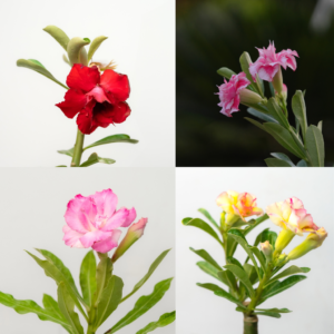 Triple Bloom Bonsai Adenium Combo