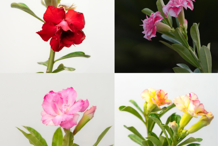 Triple Bloom Bonsai Adenium Combo