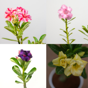 Vibrant Oasis Quartet Adenium Combo