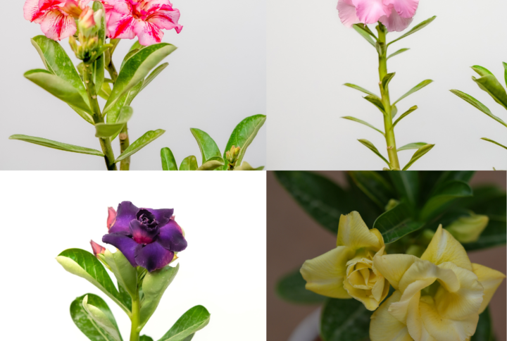 Vibrant Oasis Quartet Adenium Combo