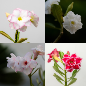 Winter Wonderland Bonsai Adenium Combo