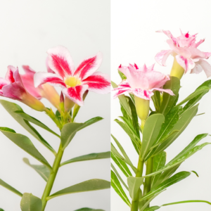 Blushing Desert Bonsai Adenium Combo